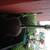 GIBSON LG-2 USA 1947 sunb. GIBSON LG-2 USA 1947 sunb.
