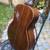 Dana Bourgeois L-DBO Madagascar Rosewood