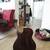 Ibanez Ragtime 12saitig